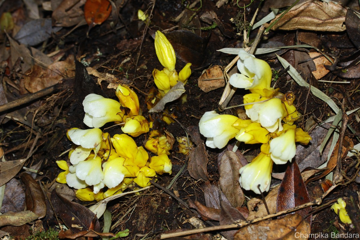 Christisonia thwaitesii Trimen